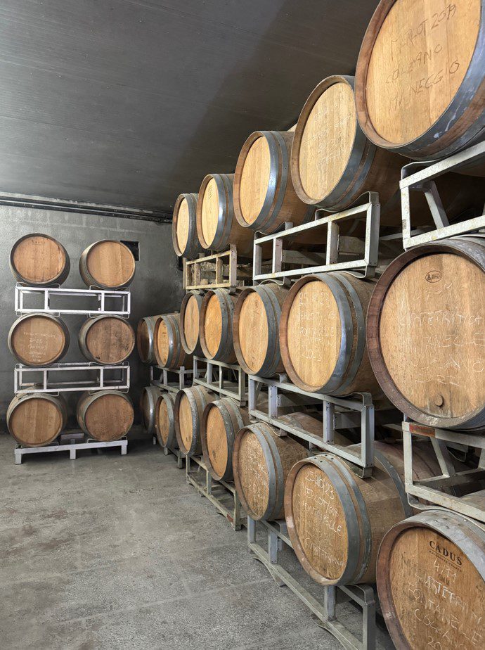 Wooden wine barrels are stacked on metal racks in a cellar.
