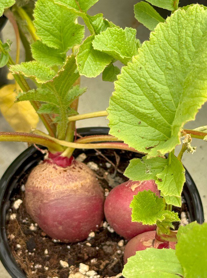 Radishes
